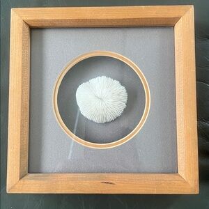 Sea Shell Shadowbox featuring a white mushroom coral.  8” square.